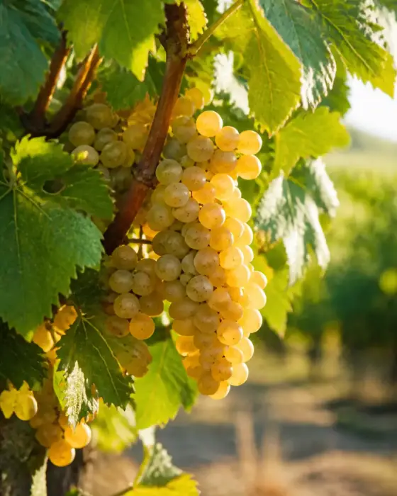 Grappes de raisin blanc doré sur un pied de vigne en été, feuilles vertes et lumière douce