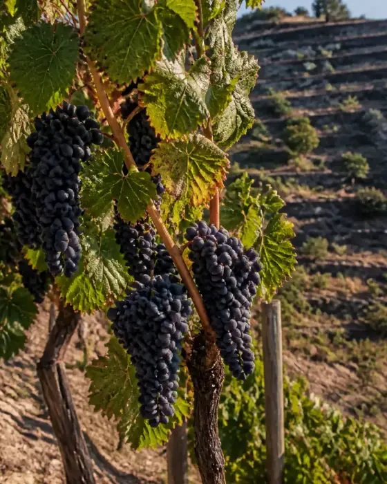 Grappes de raisin noir bien mûres sur un cep de vigne en terrasses sèches, paysage méditerranéen au soleil