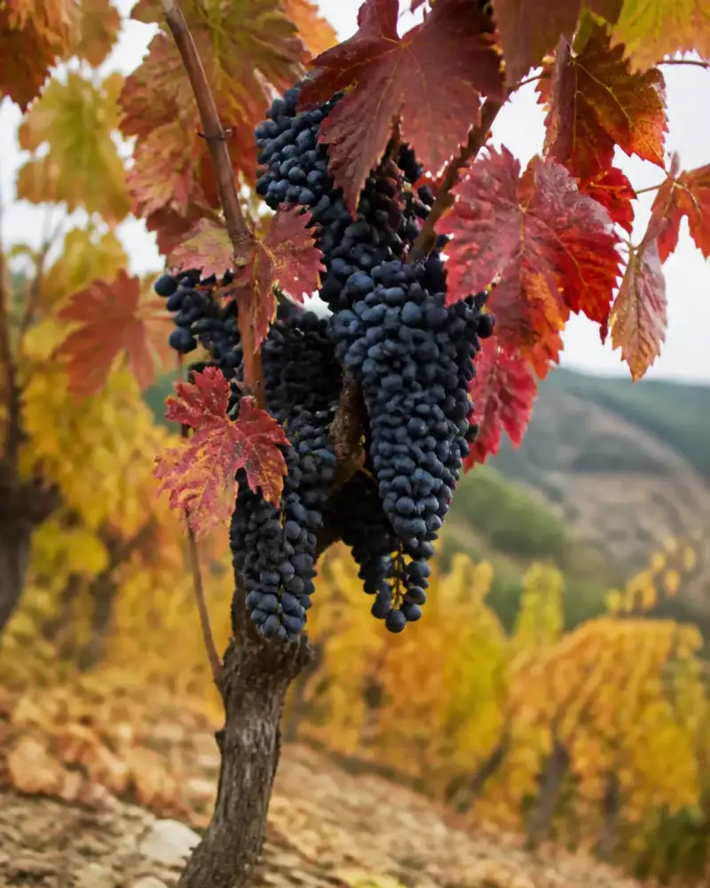 Grappes de raisin noir serrées sur un cep de vigne, vignoble en pente à l’automne