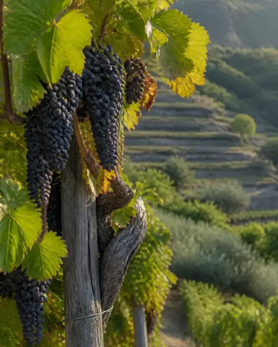 Grappes de raisin noir allongées sur un cep de vigne, coteaux en terrasses de la vallée du Rhône en arrière-plan