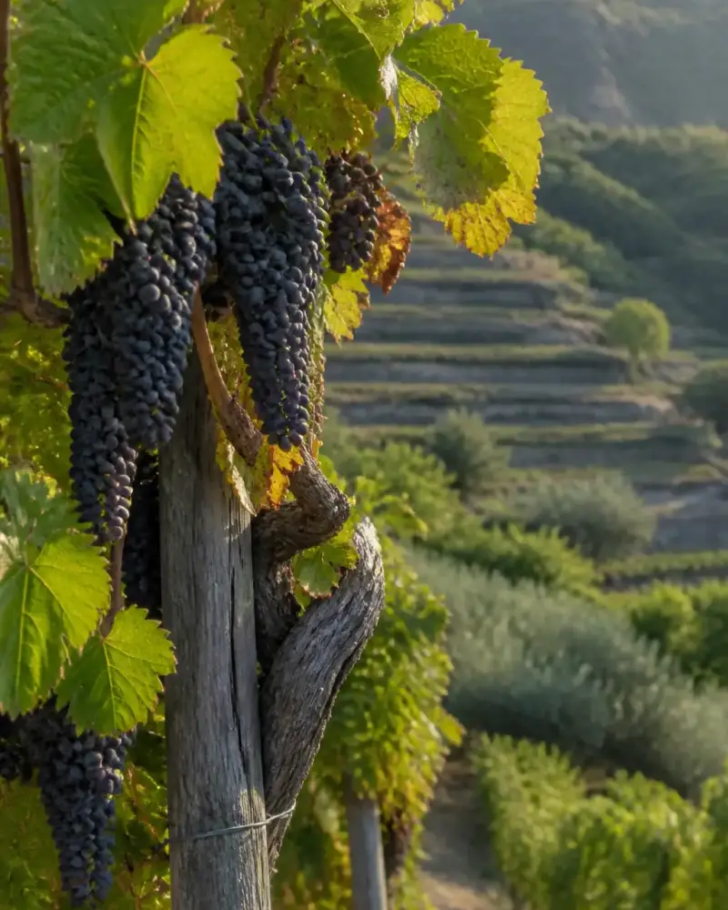 Grappes de raisin noir allongées sur un cep de vigne, coteaux en terrasses de la vallée du Rhône en arrière-plan