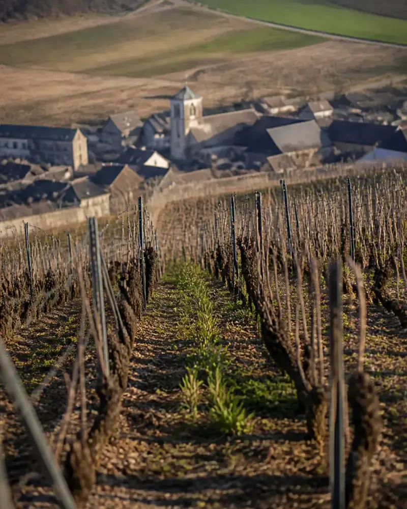 Rangs de vigne taillés bas sur un coteau crayeux de Champagne, avec un village de toits ardoisés en arrière-plan