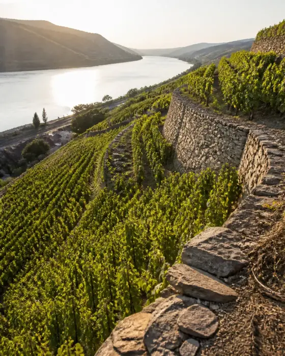 Coteau en terrasses plantées de vigne sur la rive droite du Rhône, avec des murets de pierre sèche et le fleuve en contrebas
