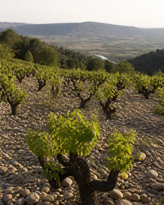 Vignes en gobelet sur un sol de galets roulés, avec la vallée du Rhône et des collines en arrière-plan