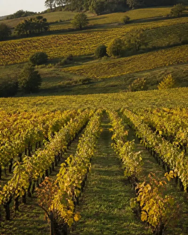 Collines de vignes au nord de Lyon, avec des rangs de gamay taillés en gobelet et des bosquets sur les crêtes