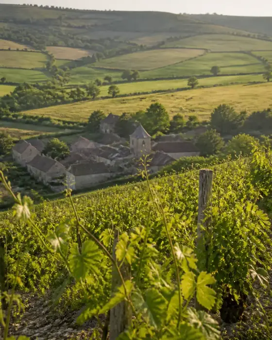 Coteau de vignes en Bourgogne au sud de Chalon-sur-Saône, avec un village de pierre et des pâturages en contrebas