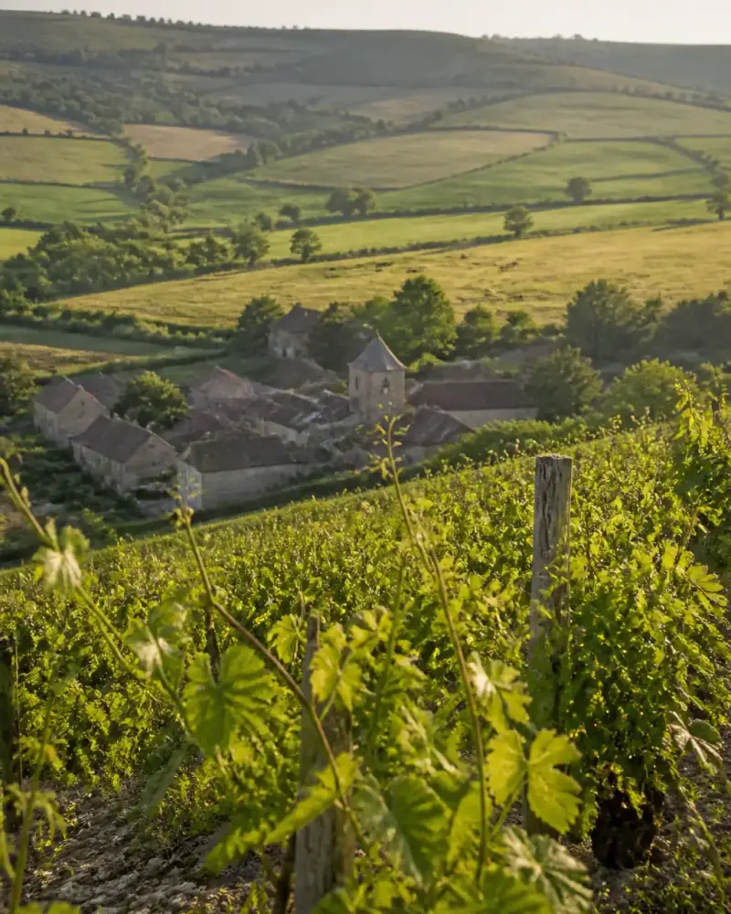 Coteau de vignes en Bourgogne au sud de Chalon-sur-Saône, avec un village de pierre et des pâturages en contrebas