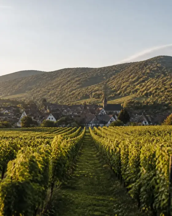 Vignes alignées au pied des Vosges, avec un village aux maisons à colombages et des collines boisées derrière