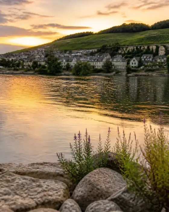 Rives de la Loire en fin de journée avec un coteau de vignes et un village de tuffeau en arrière-plan