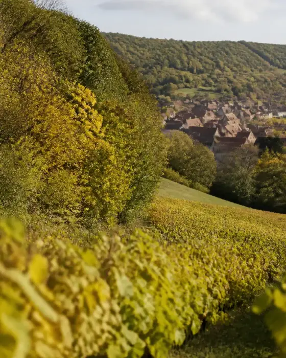 Coteau de vignes dans le Jura au début de l’automne, avec une lisière de forêt et un village aux toits de tuiles au fond